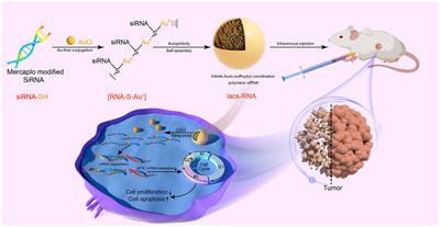 An innovative gene expression modulating strategy by converting nucleic acids into HNC therapeutics using carrier-free nanoparticles